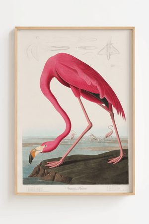 Flamingo Life Plakat