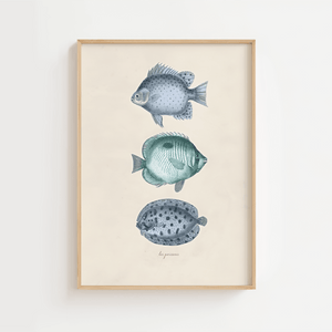 Vintage fiskeplakat med tre blå fisk på lys baggrund i naturtræsramme – perfekt som havplakat eller badeværelsesdekoration.

