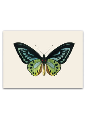 Skab en let og naturlig atmosfære i dit hjem med vores Butterfly Plakat