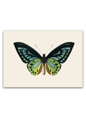 Skab en let og naturlig atmosfære i dit hjem med vores Butterfly Plakat