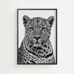 Sort-hvid leopard plakat med detaljeret portræt og intenst blik.