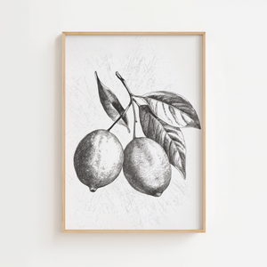 Citroner med Blade plakat med sort-hvid botanisk illustration