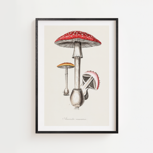 Fluesvamp plakat med botanisk illustration i røde og cremefarvede toner, sort ramme